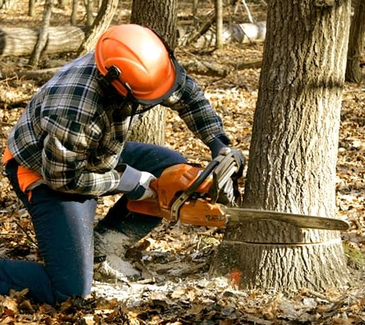 Tree Removal in Oakfield, GA